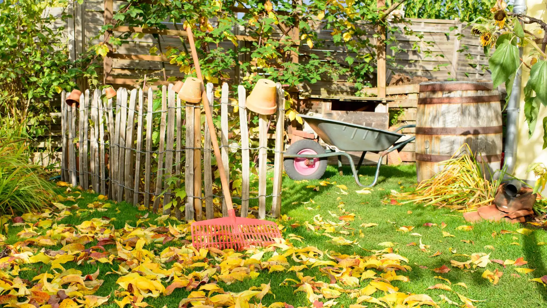 Compo Verkäufe -Compo Verkäufe herbst garten blaetter
